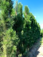 Pinus Mollette