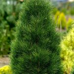 Pinus Pyramidalis