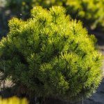 Pinus Wintergold