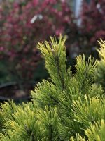 Pinus Wintergold - imagine 4
