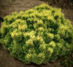 Pinus Wintergold - imagine 2