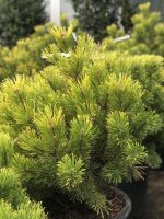 Pinus mugo ‘Zundert’ - imagine 2