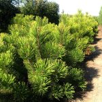 Pinus mugo ‘Zundert’