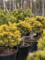 Pinus ‘Wintergold’ PA - imagine 4