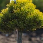 Pinus ‘Wintergold’ PA