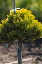 Pinus ‘Wintergold’ PA