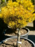 Pinus ‘Wintergold’ PA - imagine 3