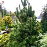 Pinus  ‘Green Column’