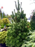 Pinus  ‘Green Column’