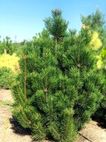 Pinus  ‘Green Column’ - imagine 2