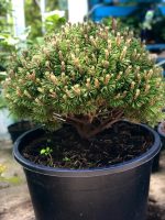 Pinus mugo ‘Mops’