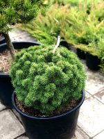Pinus mugo ‘Mops’ - imagine 2