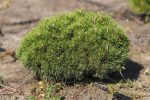 Pinus mugo ‘Mops’ - imagine 3