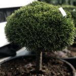 Pinus ‘Mini Mops’ PA