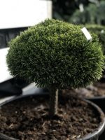 Pinus ‘Mini Mops’ PA