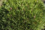 Pinus ‘Mini Mops’ PA - imagine 3