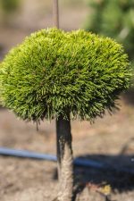 Pinus ‘Mini Mops’ PA - imagine 5