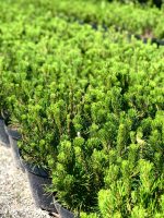 Pinus mugo - imagine 4