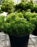 Pinus mugo - imagine 3