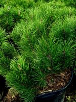 Pinus mugo - imagine 2