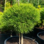 Pinus ‘Marie Brégeon’ PA