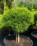 Pinus ‘Marie Brégeon’ PA