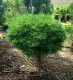 Pinus ‘Marie Brégeon’ PA - imagine 2