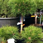 Pinus nigra ‘Brepo’ PA