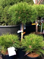 Pinus nigra ‘Brepo’ PA