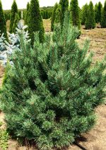 Pinus sylvestris ‘Watereri’ - imagine 3