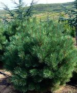 Pinus sylvestris ‘Watereri’