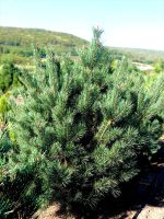 Pinus sylvestris ‘Watereri’ - imagine 2