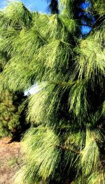 Pinus Wallichiana - imagine 3