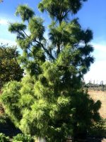 Pinus Wallichiana - imagine 4