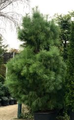 Pinus Wallichiana - imagine 2