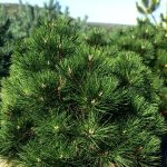 Pinus  ‘Thunderhead’