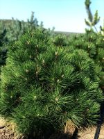 Pinus  ‘Thunderhead’