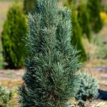 Pinus ‘Fastigiata’