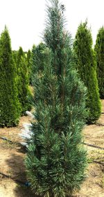 Pinus ‘Fastigiata’ - imagine 2