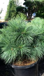 Pinus ‘Bergman’s Mini’ - imagine 2