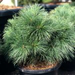 Pinus ‘Bergman’s Mini’