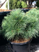 Pinus ‘Bergman’s Mini’