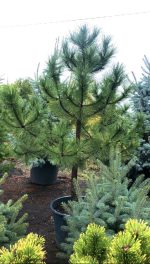 Pinus nigra - imagine 2