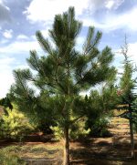 Pinus nigra - imagine 3