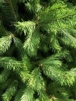 Pseudotsuga menziesii - imagine 3