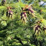 Pseudotsuga menziesii