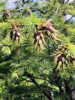 Pseudotsuga menziesii