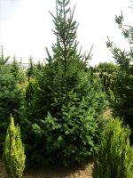 Pseudotsuga menziesii - imagine 2