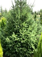 Pseudotsuga menziesii - imagine 5