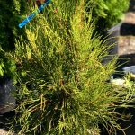 Platycladus Franky Boy